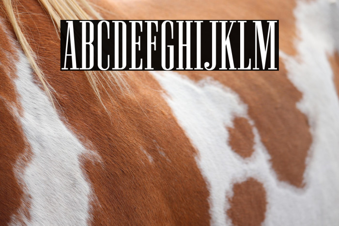 NewstonNormal-Regular Example 2