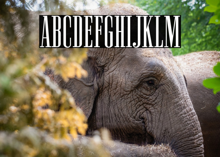 NewstonNormal-Regular Example 2