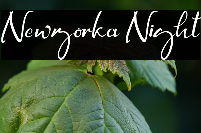 Newyorka Night Example 1