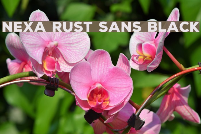 Nexa Rust Sans Black Font examples