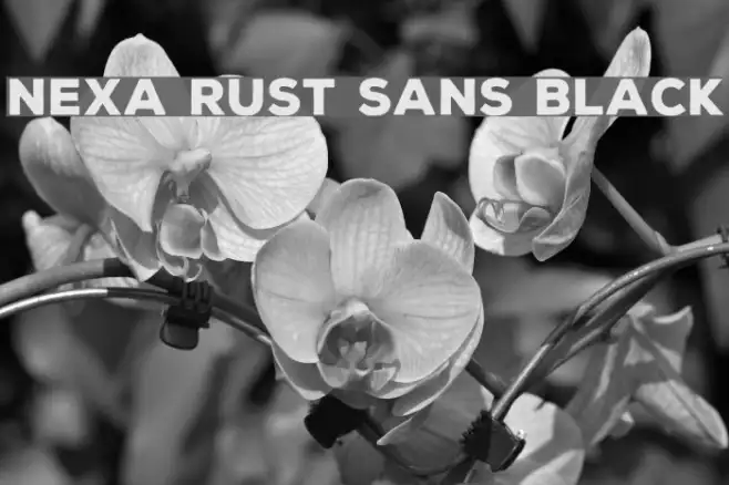 Nexa Rust Sans Black Example 3