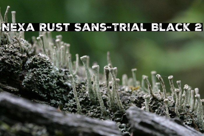 Nexa Rust Sans-Trial Black 2 Example 2
