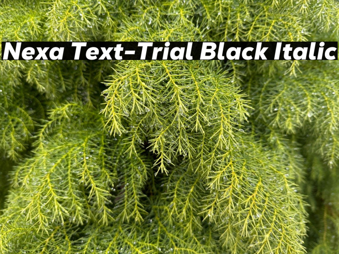 Nexa Text-Trial Black Italic Example 3