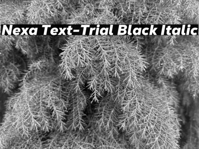 Nexa Text-Trial Black Italic Font examples
