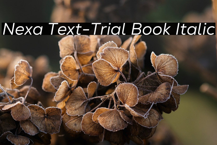 Nexa Text-Trial Book Italic Example 3