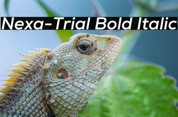 Nexa-Trial Bold Italic Example 1