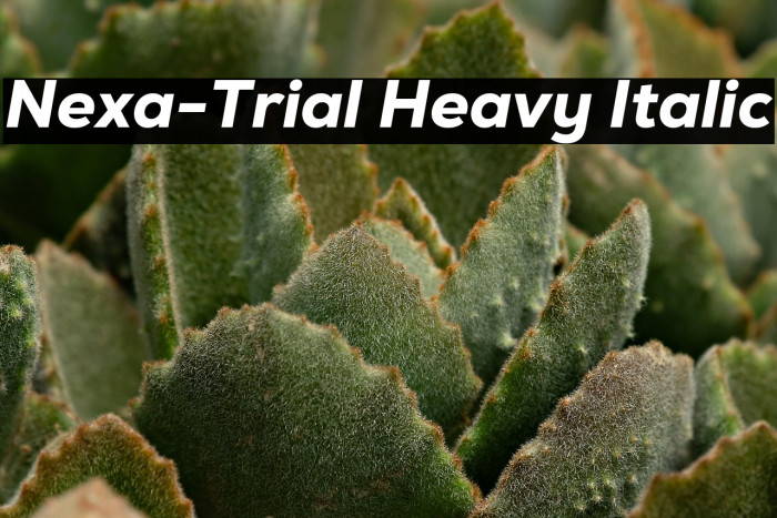 Nexa-Trial Heavy Italic Example 2