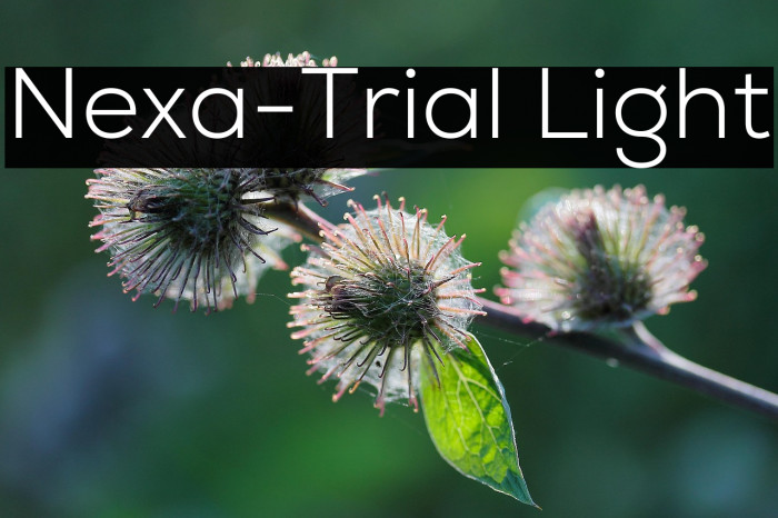 Nexa-Trial Light Example 3