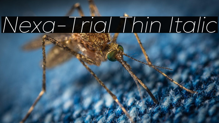 Nexa-Trial Thin Italic Example 2