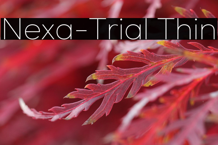 Nexa-Trial Thin Example 1