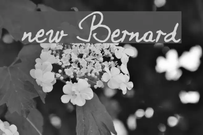 new Bernard Font examples