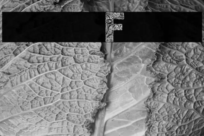 new Font Caratteri examples