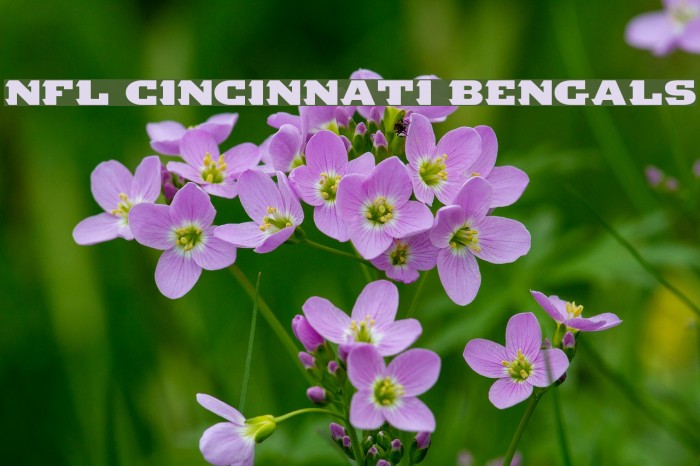 NFL Cincinnati Bengals Font examples