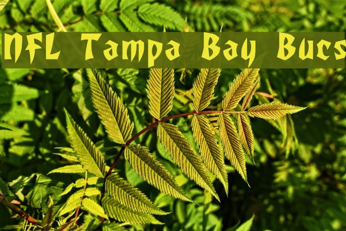 NFL Tampa Bay Bucs Font examples