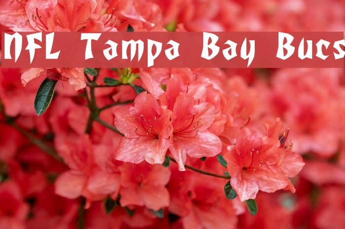 NFL Tampa Bay Bucs Font examples