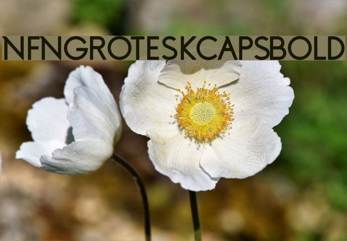 NFNGroteskCapsBold Шрифта examples