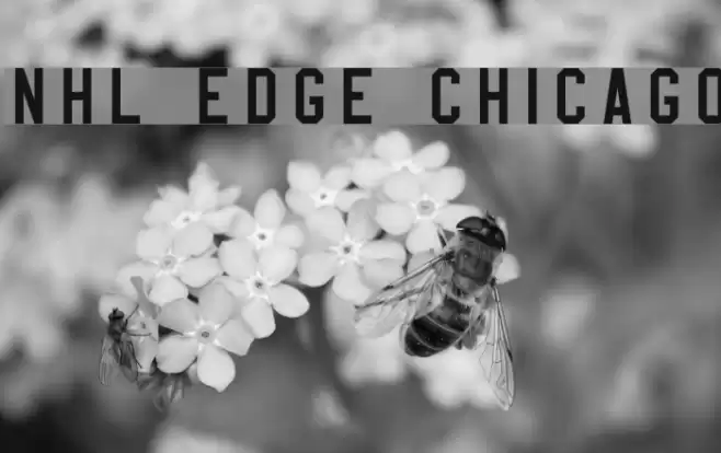 NHL Edge Chicago Font examples