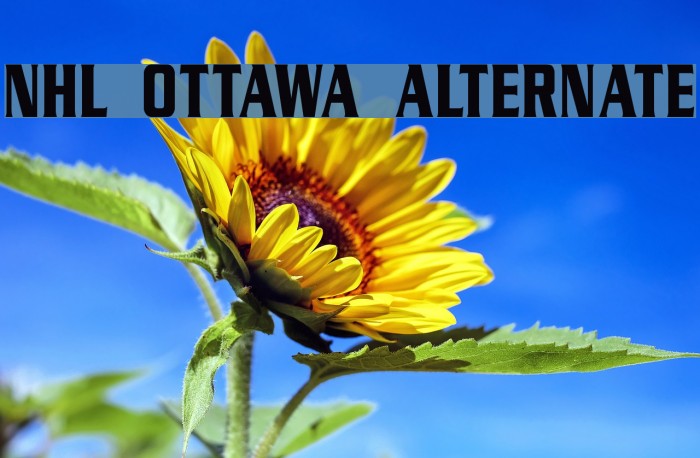 NHL Ottawa Alternate Example 1