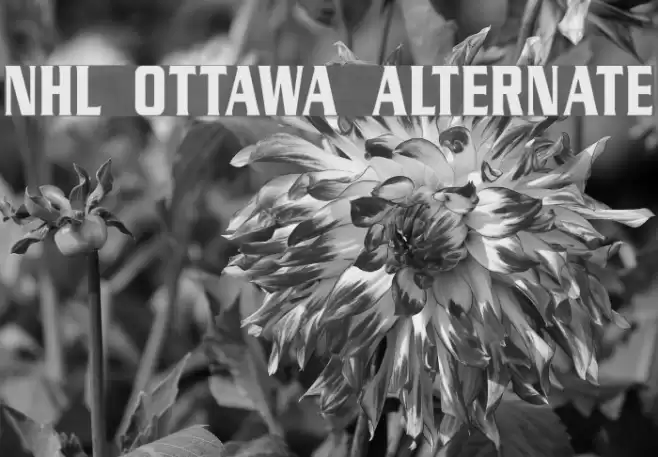 NHL Ottawa Alternate Font examples