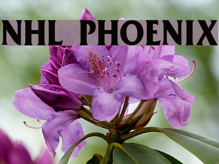NHL Phoenix Font examples