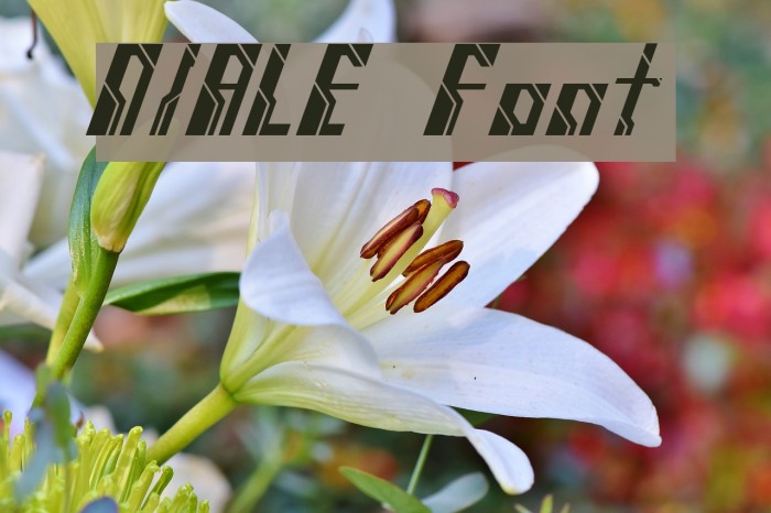 NIALE Font examples
