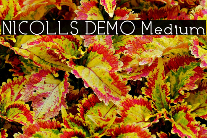 NICOLLS DEMO Medium Example 1