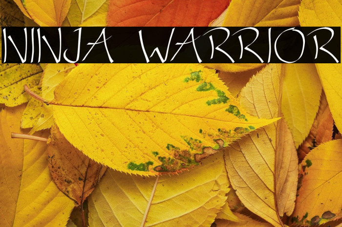 NINJA WARRIOR Example 3