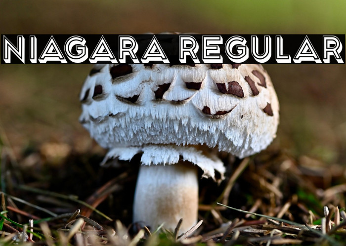 Niagara Regular Example 3