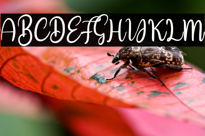 Nice Dream Example 3