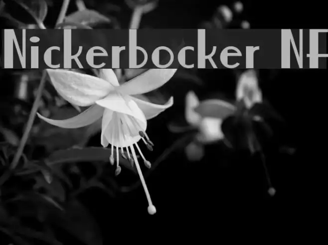 Nickerbocker NF Example 1