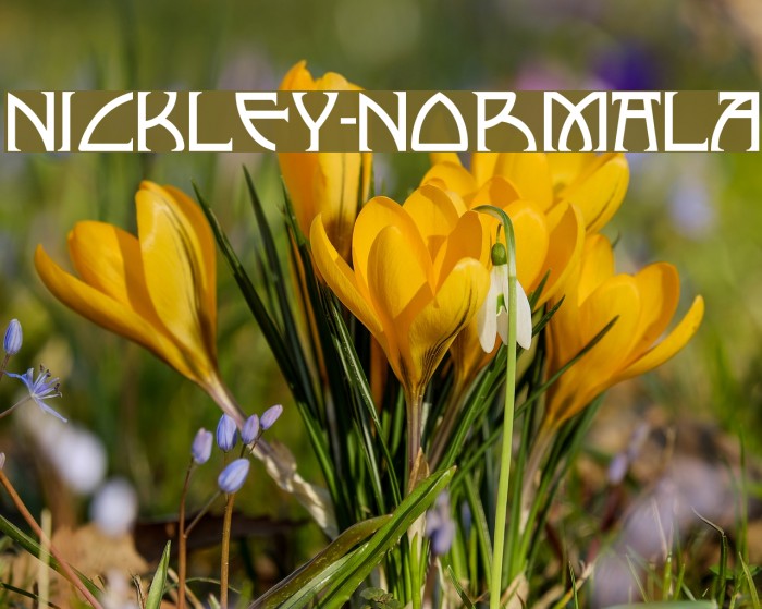 Nickley-NormalA フォント examples