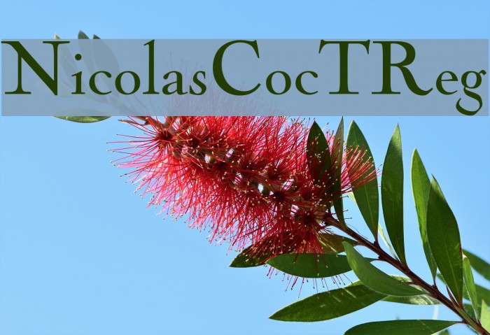 NicolasCocTReg Font examples
