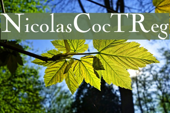 NicolasCocTReg Font examples