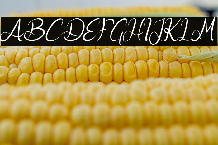 Nicollia DEMO Italic Example 1