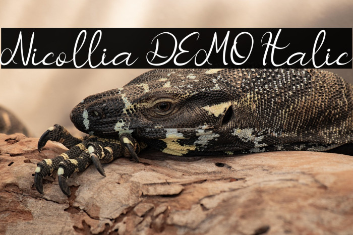 Nicollia DEMO Italic Example 2