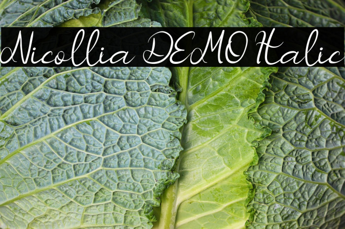 Nicollia DEMO Italic Example 3