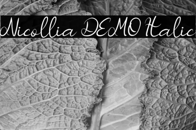 Nicollia DEMO Italic Font examples