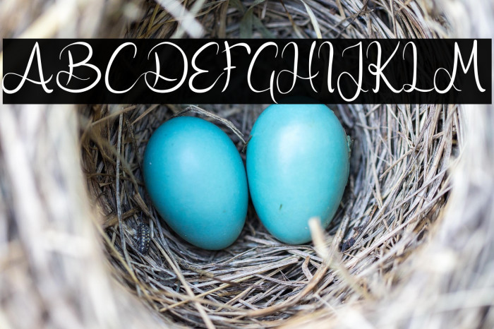 Nicollia DEMO Example 2