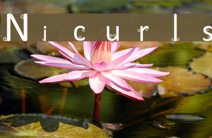 Nicurls Font examples