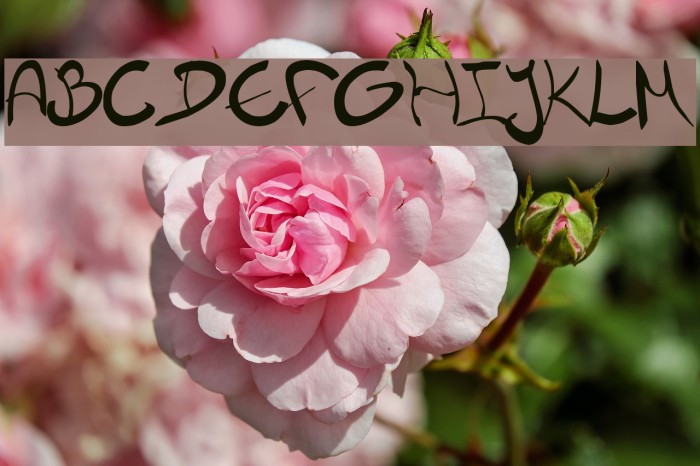 Nieknique Font examples