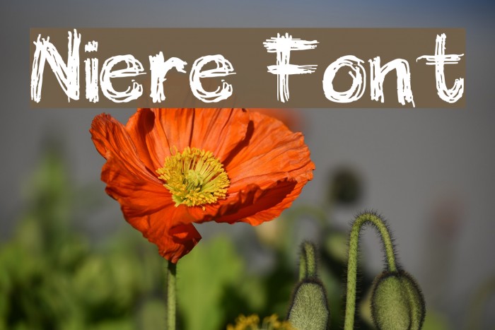 Niere Font examples