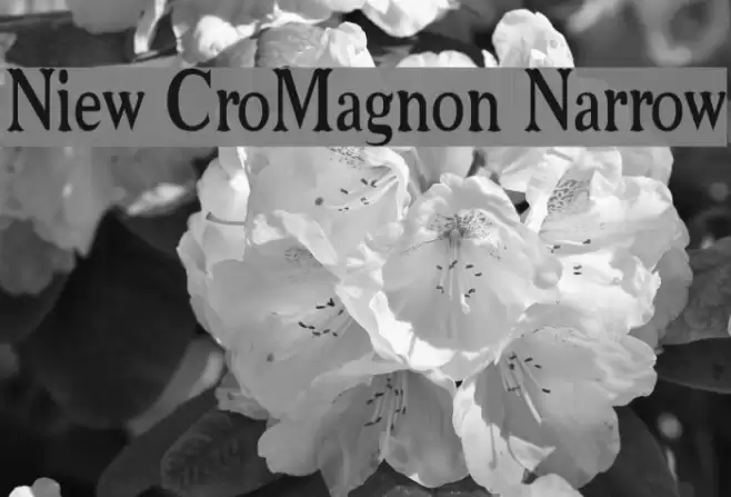 Niew CroMagnon Narrow Schriftart examples