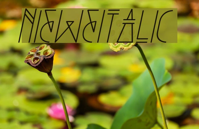 Niewe-Italic Font examples