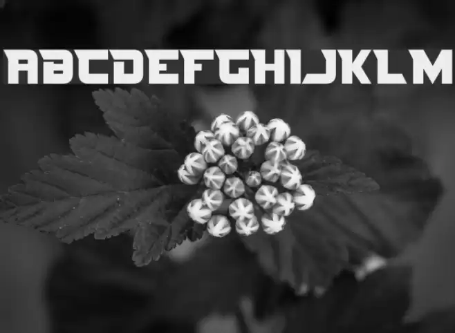 Nife Fite Fuentes examples