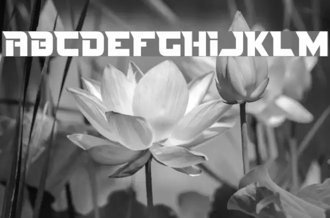 Nife Fites Font examples