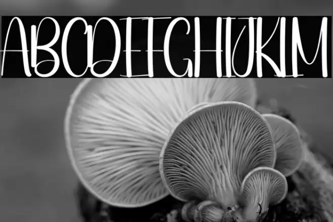 Night Market फ़ॉन्ट examples