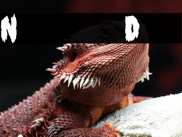 Night of the Deads Example 1