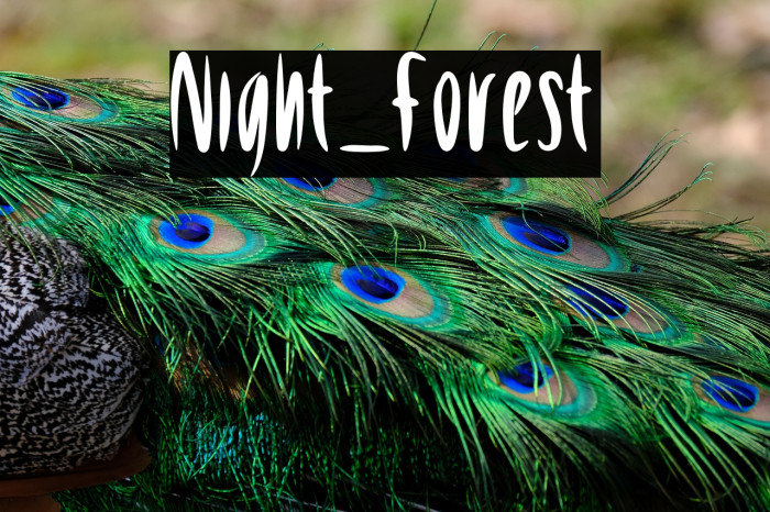 Night_Forest Example 3