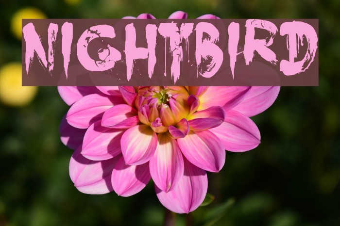 Nightbird Font examples