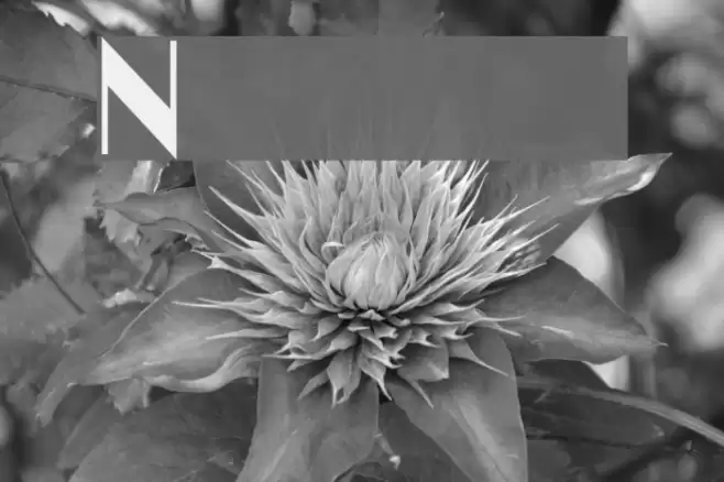 Nightcap Font examples